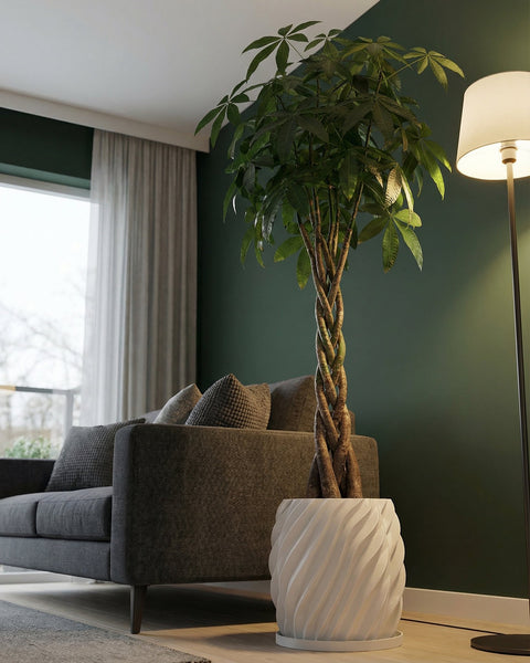 A money tree in a white, swirling planter pot sits next to a gray couch and a floor lamp in a modern living room.