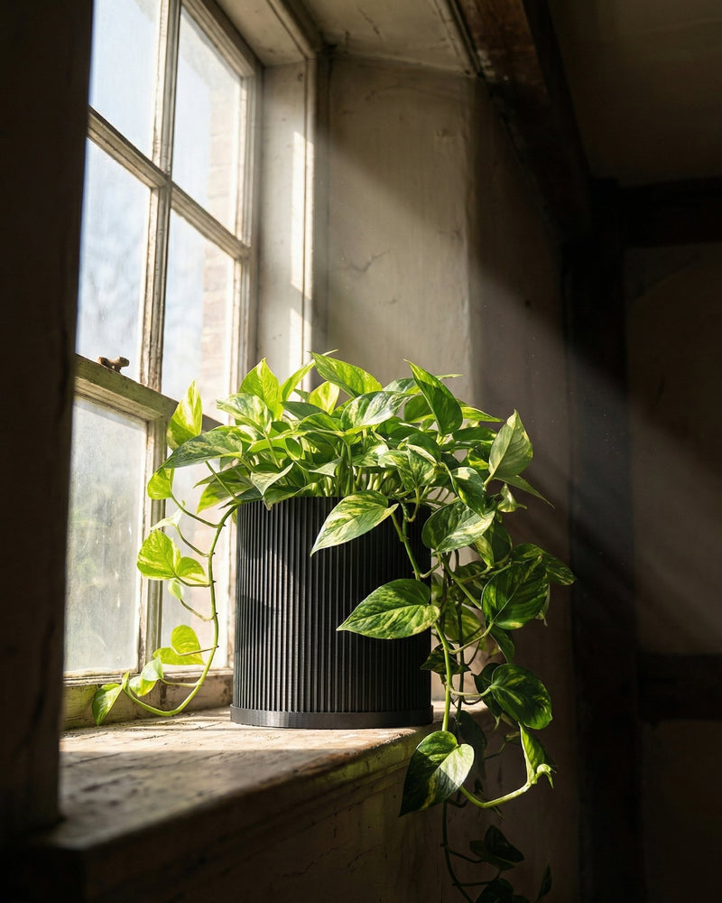 A vibrant pothos plant in a sleek, black, ridged planter pot sits on a sunny windowsill.