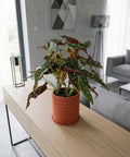 A polka dot begonia plant sits in a ribbed terracotta planter pot on a light wood console table in a modern living room.