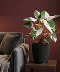 A black woven planter pot sits on a wooden table next to a gray couch with a throw blanket. A plant with green and white leaves is in the pot.
