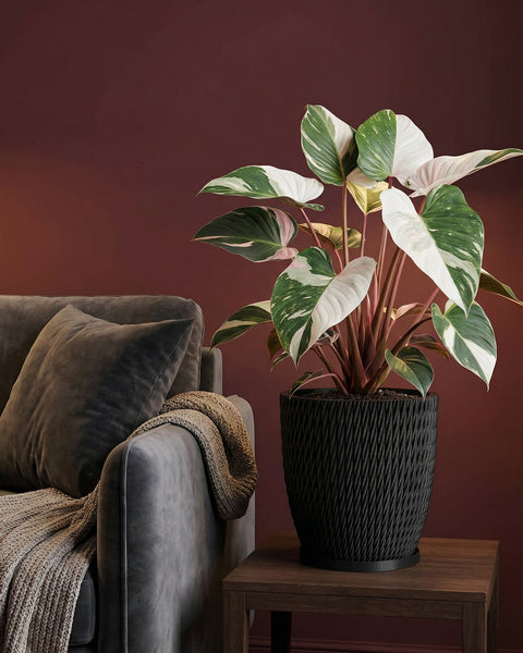 A black woven planter pot sits on a wooden table next to a gray couch with a throw blanket. A plant with green and white leaves is in the pot.