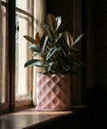 A pink planter pot with a rubber plant on a wooden windowsill next to a window with a curtain.