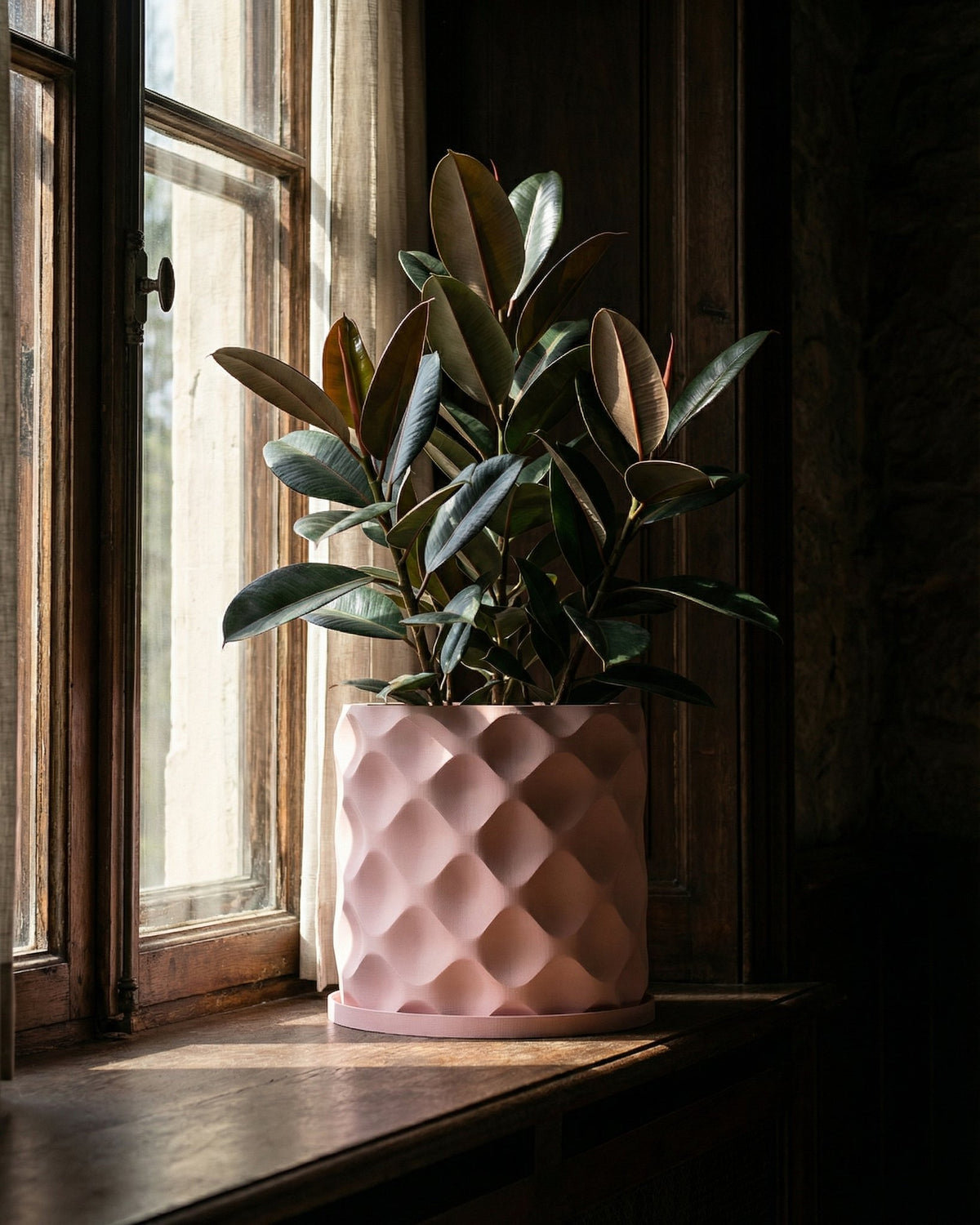 A pink planter pot with a rubber plant on a wooden windowsill next to a window with a curtain.