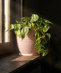 A Philodendron plant sits in a pink planter pot on a windowsill, bathed in sunlight. The pot has a woven texture.
