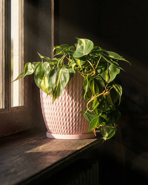 A Philodendron plant sits in a pink planter pot on a windowsill, bathed in sunlight. The pot has a woven texture.