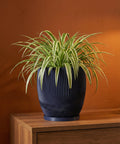 A spider plant in a dark blue, wavy-textured planter pot sits on a wooden cabinet against an orange wall.
