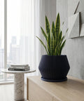 A dark blue planter pot with vertical ridges sits on a light wood table next to a gray chair. The planter contains a rubber plant with large, glossy green leaves. The background features a concrete wall and sheer white curtains.