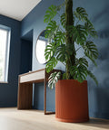 A large Monstera plant in a ribbed, terracotta-colored planter pot sits on a light wood floor against a blue wall.