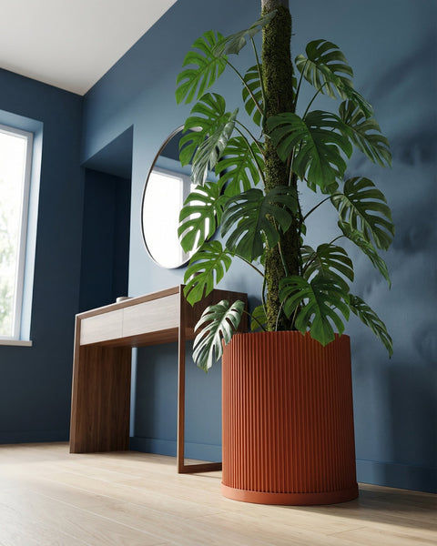 A large Monstera plant in a ribbed, terracotta-colored planter pot sits on a light wood floor against a blue wall.