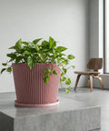 A pink planter pot with a rubber plant on a wooden windowsill next to a window with a curtain.