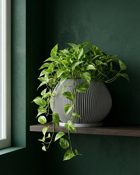 A peace lily plant in a fluted white planter pot sits on a wooden table in a modern living room. The plant has large green leaves and two white flowers. A gray sofa with patterned pillows is visible in the background, along with a window with sheer white curtains and a concrete wall.