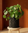 A Pilea peperomioides plant in a black geometric planter pot sits on a light wood stool against a warm brown wall.