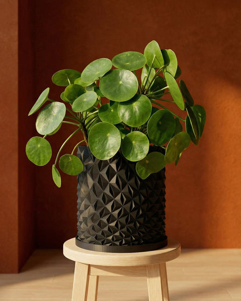 A Pilea peperomioides plant in a black geometric planter pot sits on a light wood stool against a warm brown wall.