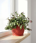 A red planter pot with a green plant sits on a wooden shelf in front of a window. The pot has a spiral design.