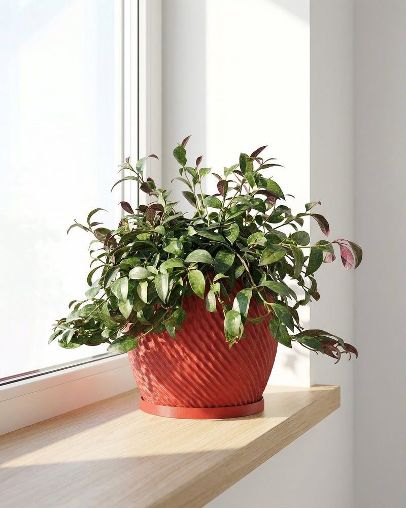 A red planter pot with a green plant sits on a wooden shelf in front of a window. The pot has a spiral design.