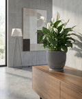 A peace lily in a gray planter pot sits on a wooden cabinet in a modern room with a concrete wall and floor lamp.
