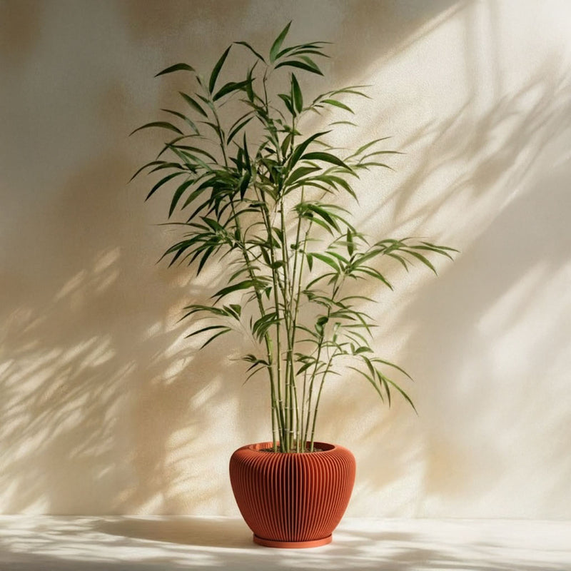 Terracotta Orange Mesa