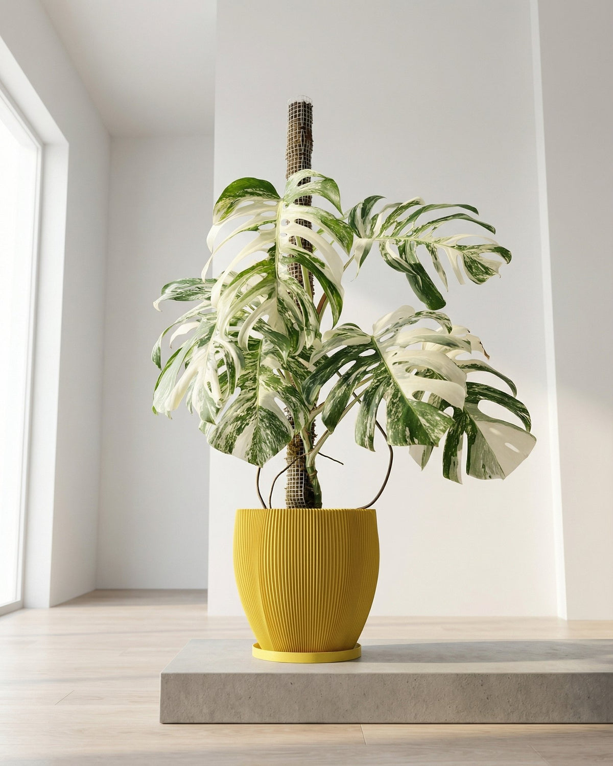 yellow indoor plant pot Planter Pot With Drainage, Saucer Included
