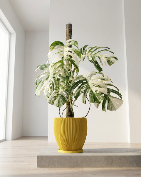A vibrant yellow planter pot with a lush green plant sits atop a dark gray surface, adding a pop of color to the modern interior.