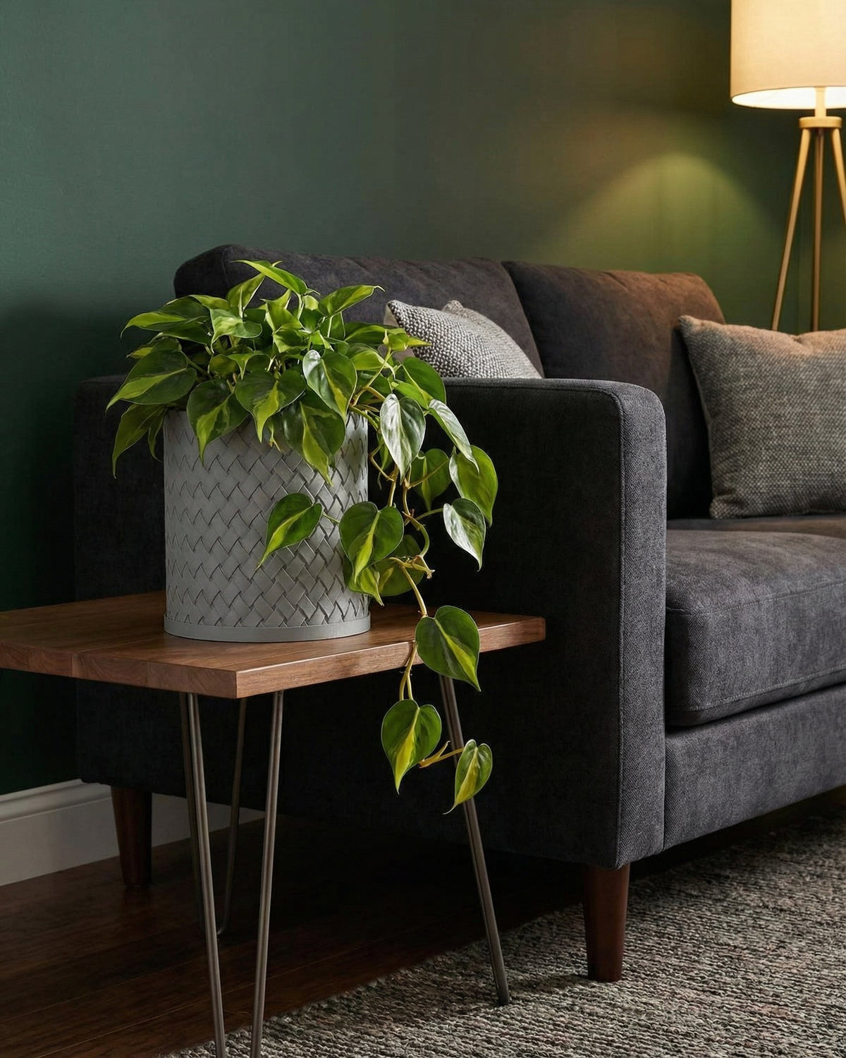 A lush green plant in a gray woven planter pot sits on a wooden side table next to a dark gray sofa.