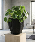 A Monstera plant in a black, textured planter pot sits on a dark wood floor in a room with dark green walls.