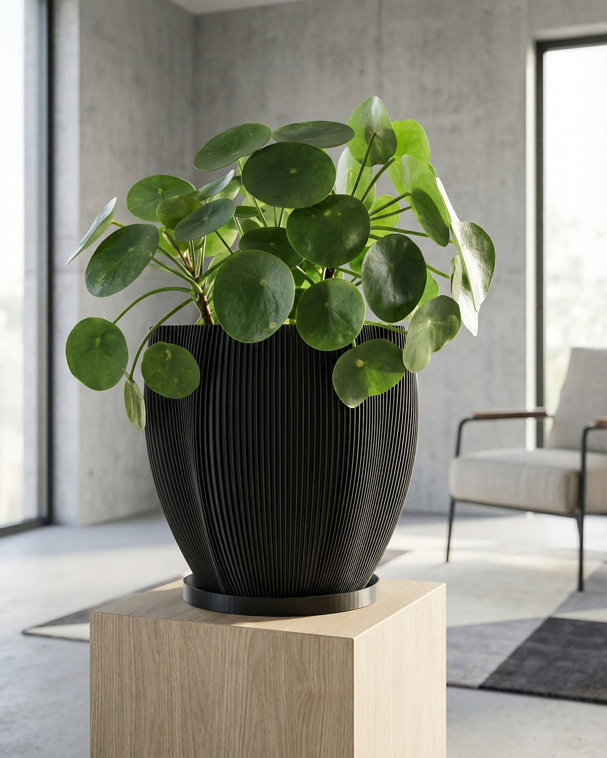 A Monstera plant in a black, textured planter pot sits on a dark wood floor in a room with dark green walls.