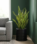 A snake plant in a black, ribbed planter pot sits next to a gray couch and a window in a room with dark green walls.