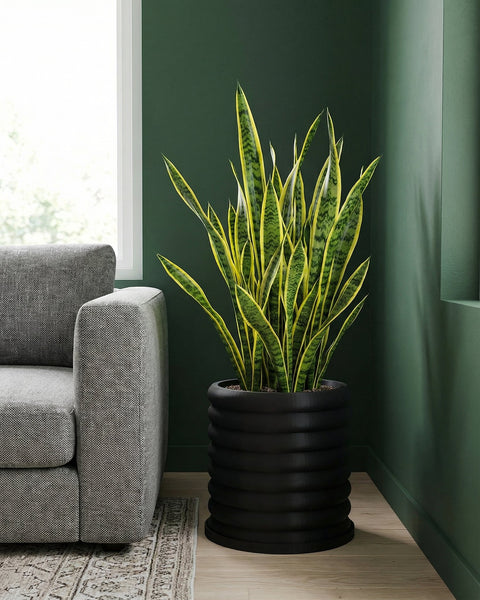 A snake plant in a black, ribbed planter pot sits next to a gray couch and a window in a room with dark green walls.