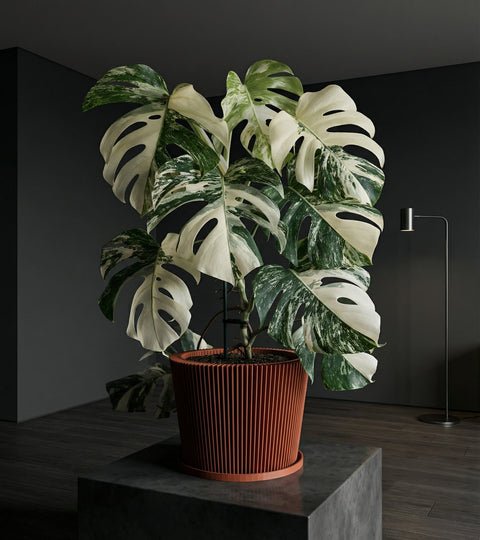 A green plant in a textured, orange planter pot sits on a wooden windowsill bathed in sunlight.