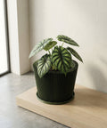 A green planter pot with a spider plant sits on a wooden table next to a beige couch.