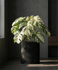 A Monstera plant in a black, wavy-textured planter pot sits in a dimly lit room. The pot is the focal point.