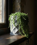 A string of pearls plant in a gray geometric planter pot sits on a windowsill with natural light.