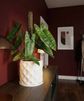 A white planter pot with a green plant sits on a dark wood table in a room with red walls.