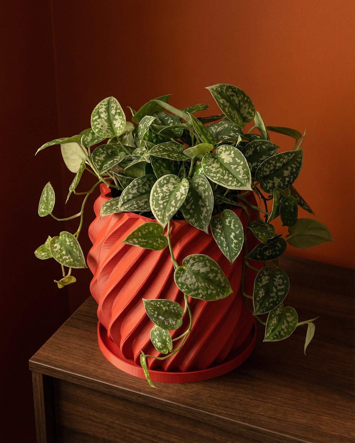 A red, twisted planter pot sits on a wooden surface, filled with a lush, green plant with speckled leaves. The background is a warm, orange hue.