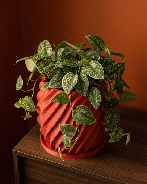 A red, twisted planter pot sits on a wooden surface, filled with a lush, green plant with speckled leaves. The background is a warm, orange hue.