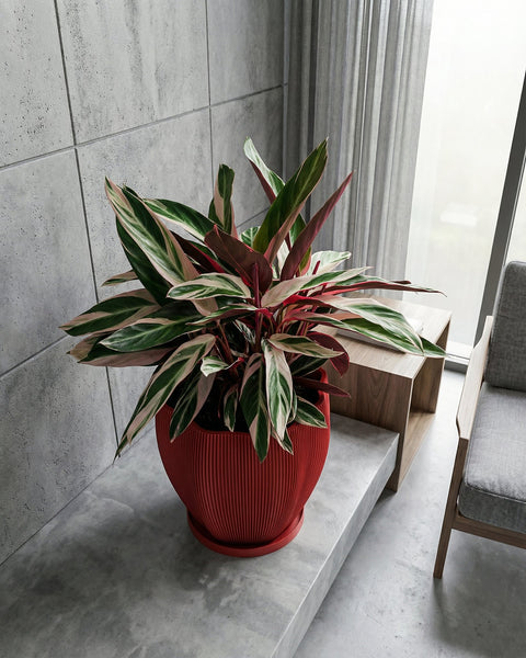 A red planter pot with a green plant sits on a wooden shelf in front of a window. The pot has a spiral design.