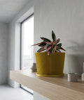 A yellow planter pot with a geometric pattern sits on a dark wood table against a red wall, holding a lush green plant.