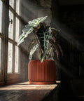 A green plant in a textured, orange planter pot sits on a wooden windowsill bathed in sunlight.