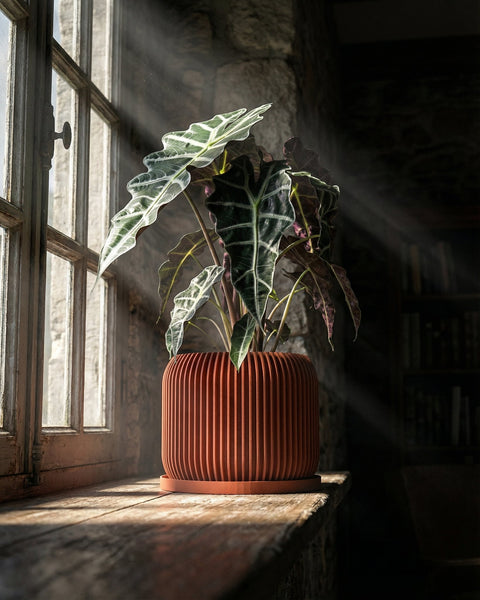 A green plant in a textured, orange planter pot sits on a wooden windowsill bathed in sunlight.