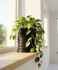 A Philodendron plant sits in a black, ribbed planter pot on a wooden windowsill, bathed in sunlight. The plant's green and yellow leaves cascade down.