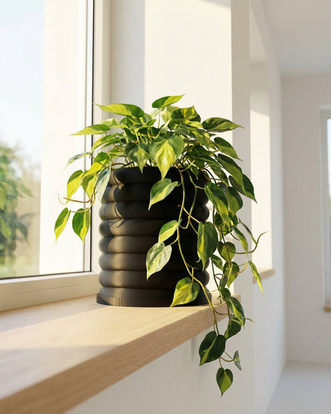 A Philodendron plant sits in a black, ribbed planter pot on a wooden windowsill, bathed in sunlight. The plant's green and yellow leaves cascade down.