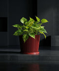 A vibrant red planter pot with a textured, geometric design holds a lush rubber plant in a sunlit entryway.