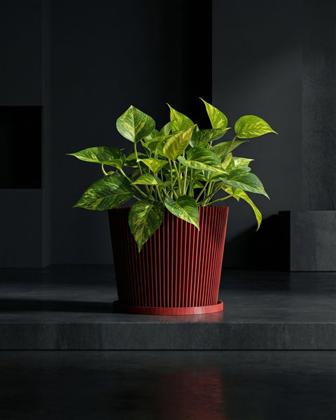 A vibrant red planter pot with a textured, geometric design holds a lush rubber plant in a sunlit entryway.