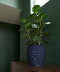 A dark blue planter pot with a textured, swirling design sits on a wooden cabinet, holding a green plant with round leaves.