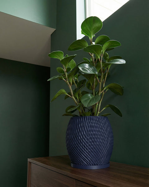 A dark blue planter pot with a textured, swirling design sits on a wooden cabinet, holding a green plant with round leaves.