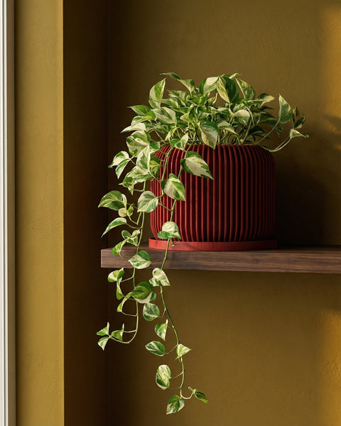 A red planter pot with a plant in it sits on a table between two gray chairs. A lamp is in the background.