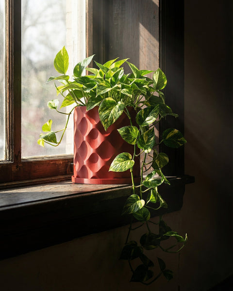 A vibrant pothos plant cascades from a red, textured planter pot, set on a dark windowsill bathed in sunlight.