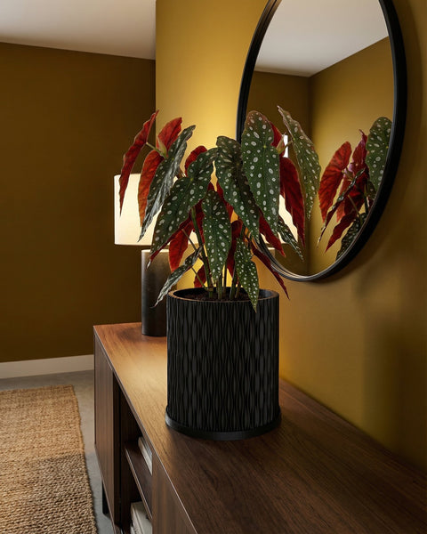 A Monstera plant in a black, textured planter pot sits on a dark wood floor in a room with dark green walls.