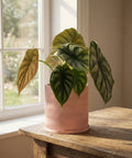 A pink planter pot with a wavy design sits on a wooden table next to a window with a plant inside.