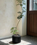 Potted plant on a black cylindrical pot against a beige wall with a wooden cabinet.